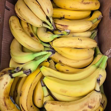 Photo of free Ripe Bananas (Chiquita Av MtnVw) #2