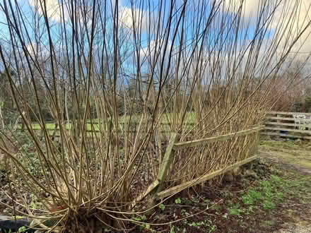 Photo of free Willow whips for crafting or garden projects (Appleby-in-Westmorland CA16) #1