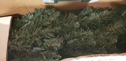 Photo of free 2 staked mini trees (Kenson Park) #2