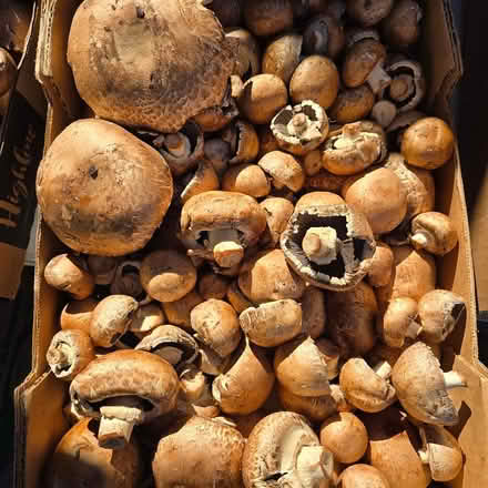 Photo of free Mushrooms - exotics included (Chiquita Av MtnVw) #1
