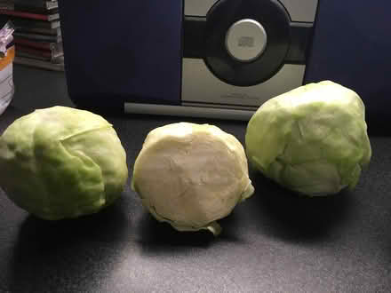 Photo of free Small cabbages for domestic animals? (Springfield MK6) #1