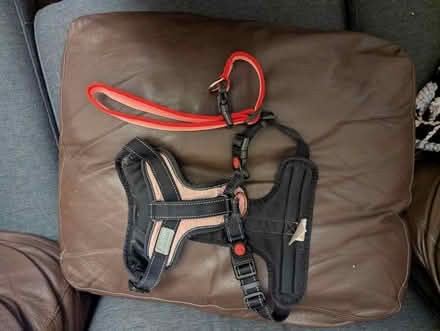 Photo of free Dog onesies, toys, harnesses (Beeston - LS11) #2
