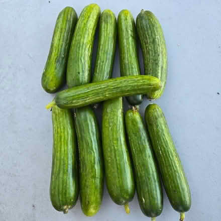 Photo of free Cucumbers (Chiquita Av MtnVw) #1
