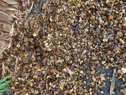 Photo of free 10-20mm golden shingle (Battle RG30) #3