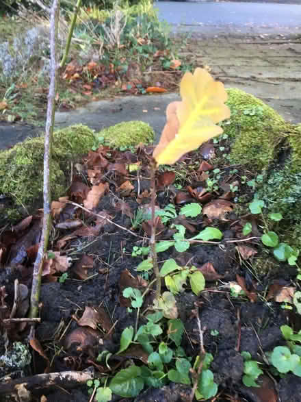 Photo of free Tree seedlings, saplings, young trees (Great Moor SK2) #1