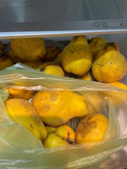 Photo of free Quince (Shotover OX3) #1