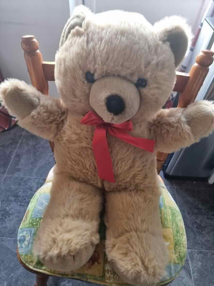 Photo of free Teddy (Stonehouse) #1