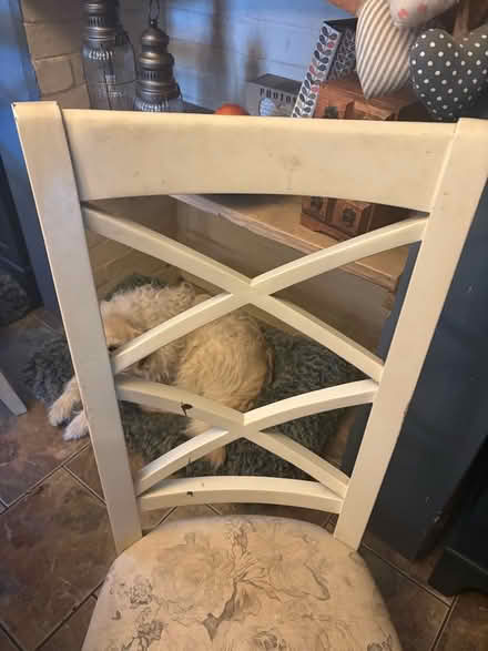 Photo of free Chairs x 4 (Grimston PE32) #1