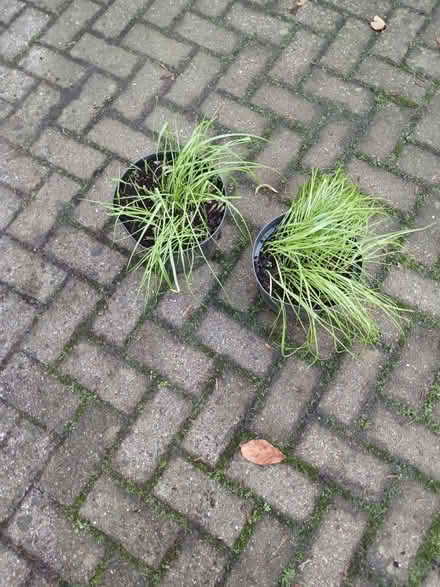 Photo of free Choiser bulbs (Boroughbridge) #1