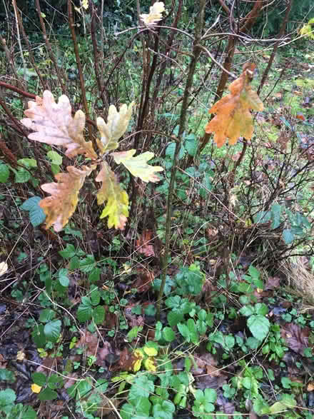 Photo of free Tree seedlings, saplings, young trees (Great Moor SK2) #3