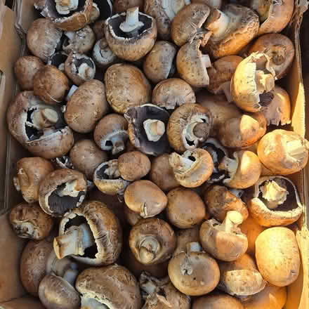 Photo of free Mushrooms - exotics included (Chiquita Av MtnVw) #2