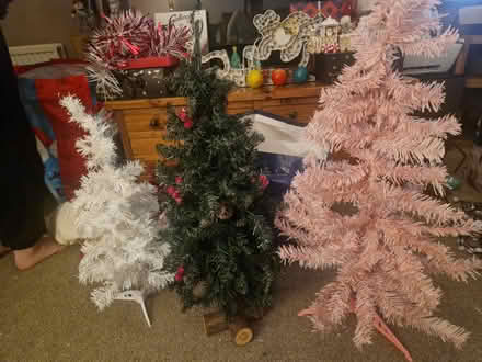 Photo of free 3 small trees (Edinburgh EH12) #1