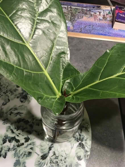Photo of free House plant cutting (Greenwich MV, SE10) #1