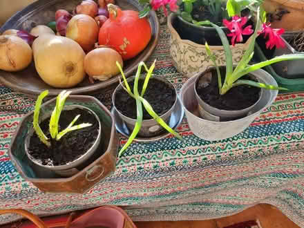 Photo of free 3 Baby Aloe Vera plants (West Pennard BA6) #1