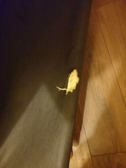 Photo of free Sofabed (Langley) #4