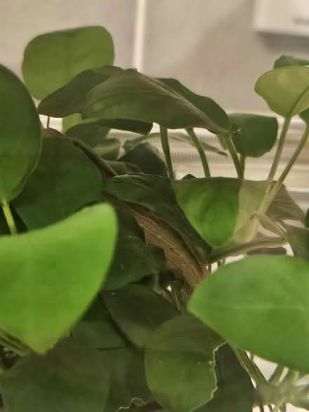 Photo of free Live fish freshwater (Swinton M27) #2