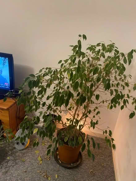 Photo of free Weeping Fig Plant (CR0) #2