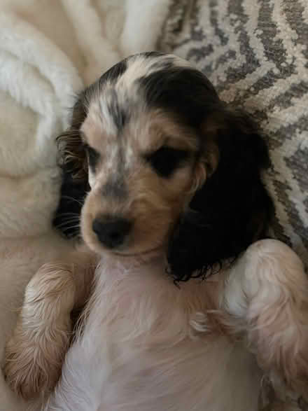 Photo of free Cream upholstered sofa (Boothstown M28) #3