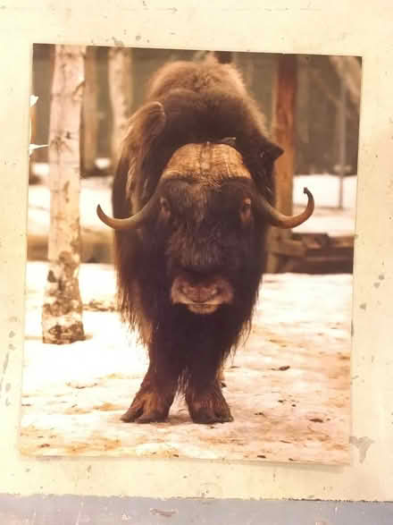 Photo of free Photograph of a musk ox (Wallingford) #1