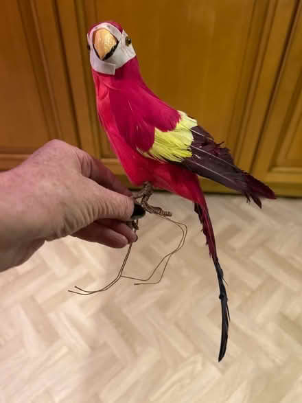 Photo of free Parrots (Funtley PO17) #3