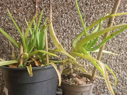 Photo of free Aloe vera plants (Harlow, Katherines, CM19 5) #2