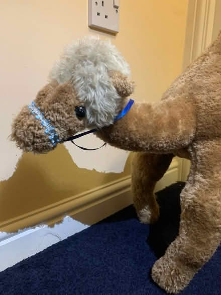 Photo of free Soft toy camel (Crook DL15) #1