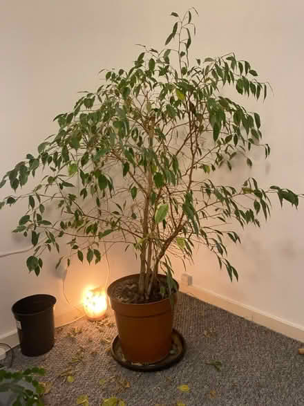 Photo of free Weeping Fig Plant (CR0) #1