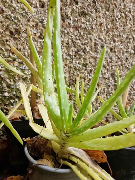 Photo of free Aloe vera plants (Harlow, Katherines, CM19 5) #1