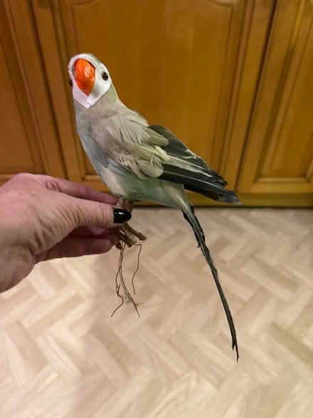 Photo of free Parrots (Funtley PO17) #4