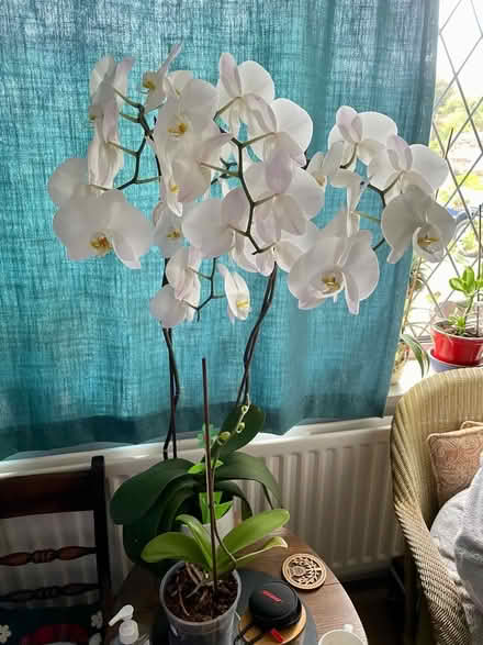 Photo of Orchids (Irby CH61) #1