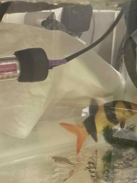 Photo of free Live fish freshwater (Swinton M27) #3