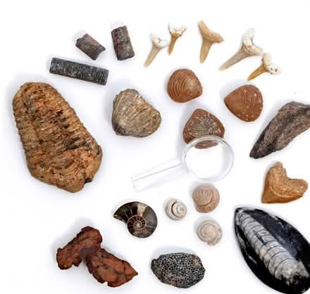 Photo of Fossils/Dinosaur stuff (Bedminster) #2