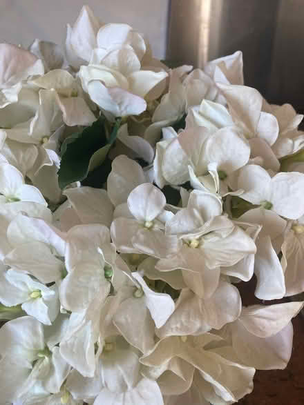 Photo of free 3 bunches of silk hydrangeas (HG2) #3