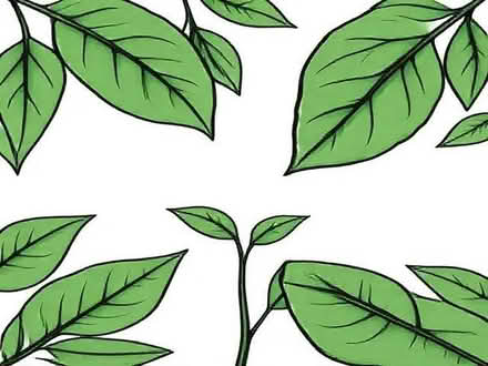 Photo of free Fresh Bay Leaves (Lower Earley RG6) #1