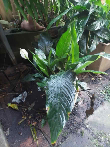 Photo of free Plants (Glebe) (glebe) #4