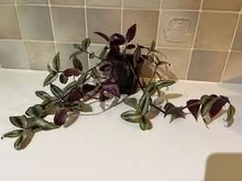 Photo of free Tradescantia (Caldecott OX14) #1