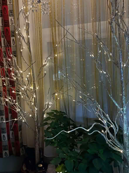 Photo of free Silver twig trees (Ryde PO33) #1