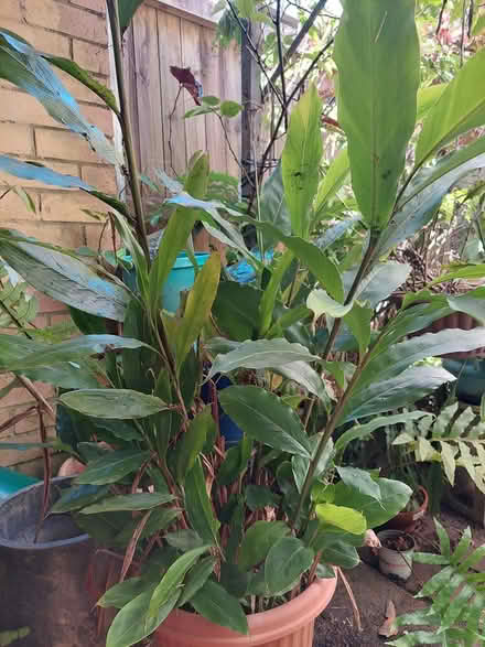 Photo of free Plants (Glebe) (glebe) #3