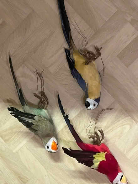 Photo of free Parrots (Funtley PO17) #1