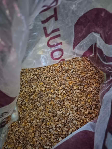 Photo of free Chicken Feed (Whittle Hill NE61) #1