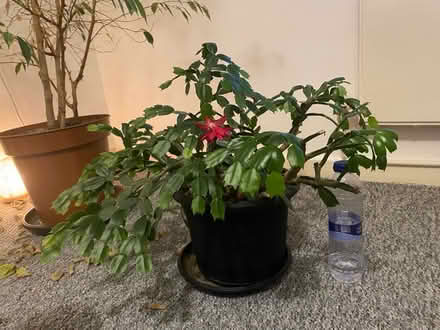 Photo of free Christmas Cactus (CR0) #1