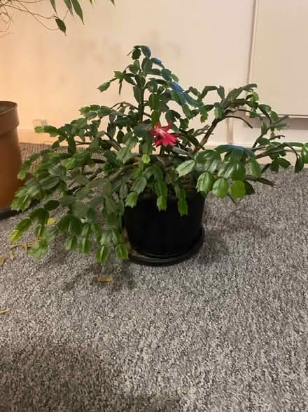 Photo of free Christmas Cactus (CR0) #2