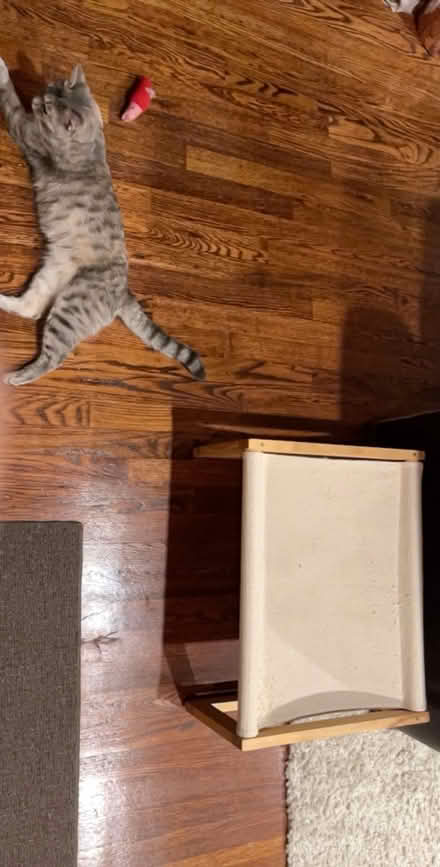 Photo of free Cat Lounger (Greenburgh/White Plains) #3