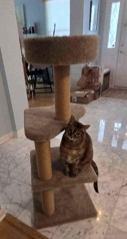 Photo of free Cat Tree (Glenview near Northbrook) #1