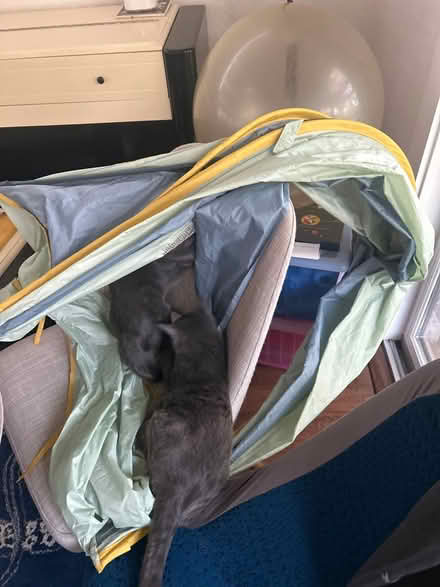 Photo of free Ikea bed tent (Walnut Creek) #1