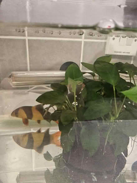 Photo of free Live fish freshwater (Swinton M27) #1