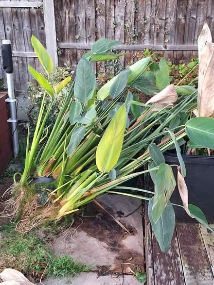 Photo of free Pond plant (South Green CM11) #1