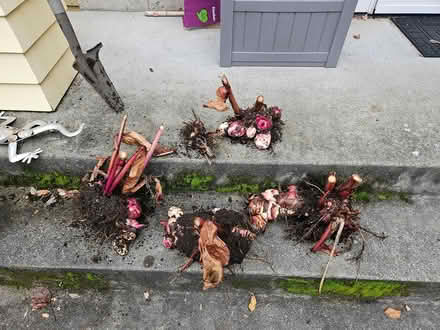 Photo of free Canna tubers (Wallingford) #1
