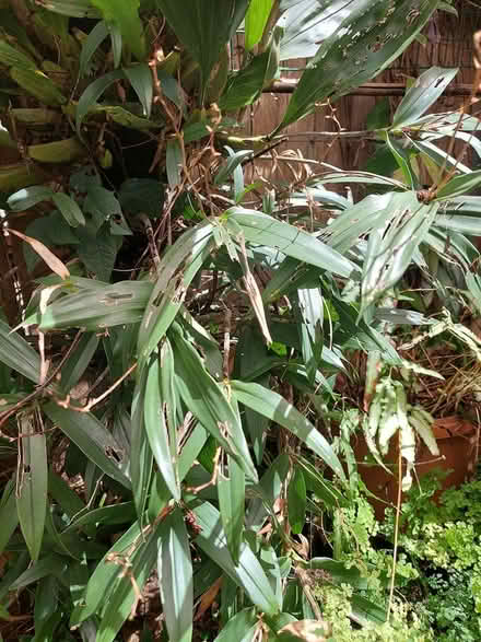 Photo of free Plants (Glebe) (glebe) #2