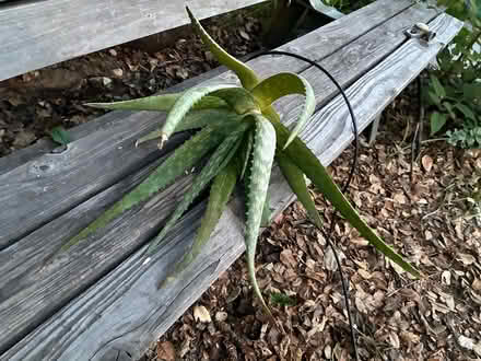 Photo of free Aloe - about 18” tall (Union City near Quarry Lakes) #1